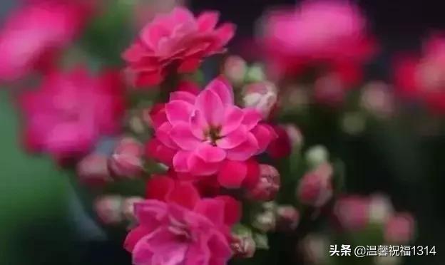 长寿花母亲节,母亲节长寿花视频