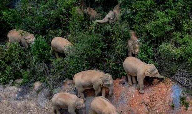 15头大象一路北迁原因,大象迁徙17头为何还剩15头