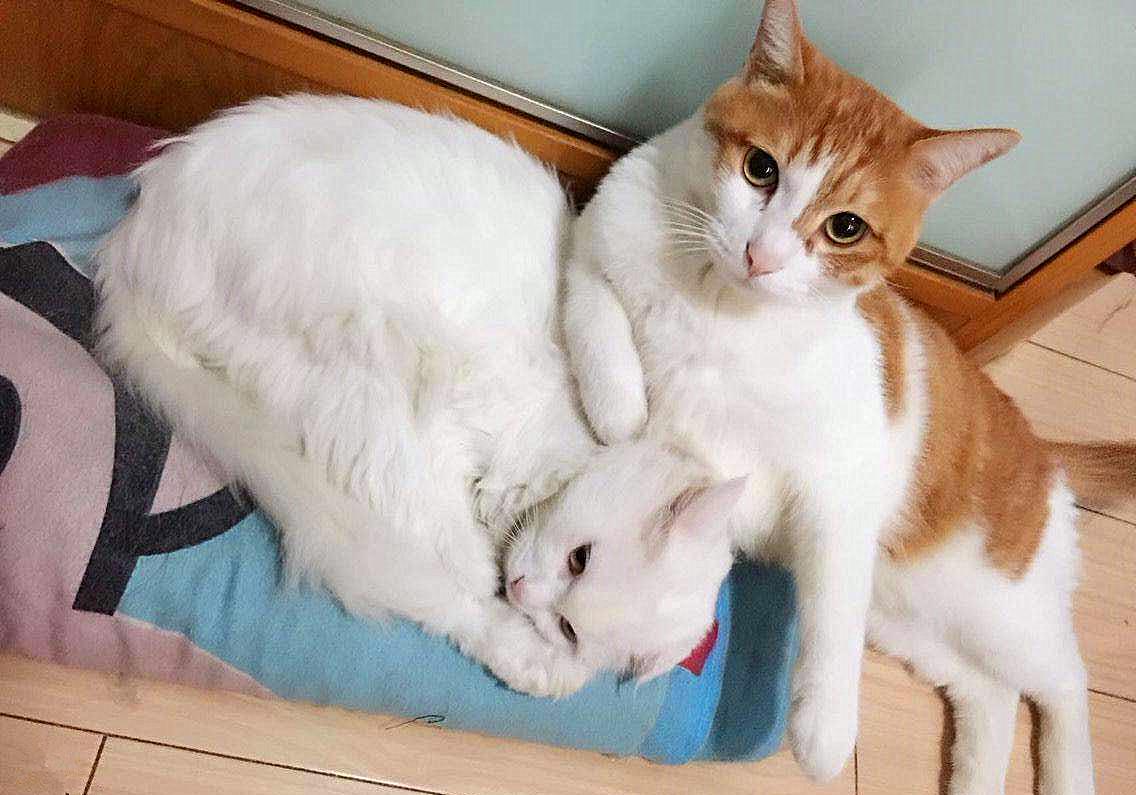 20块钱能买几只猫,20块钱买的猫