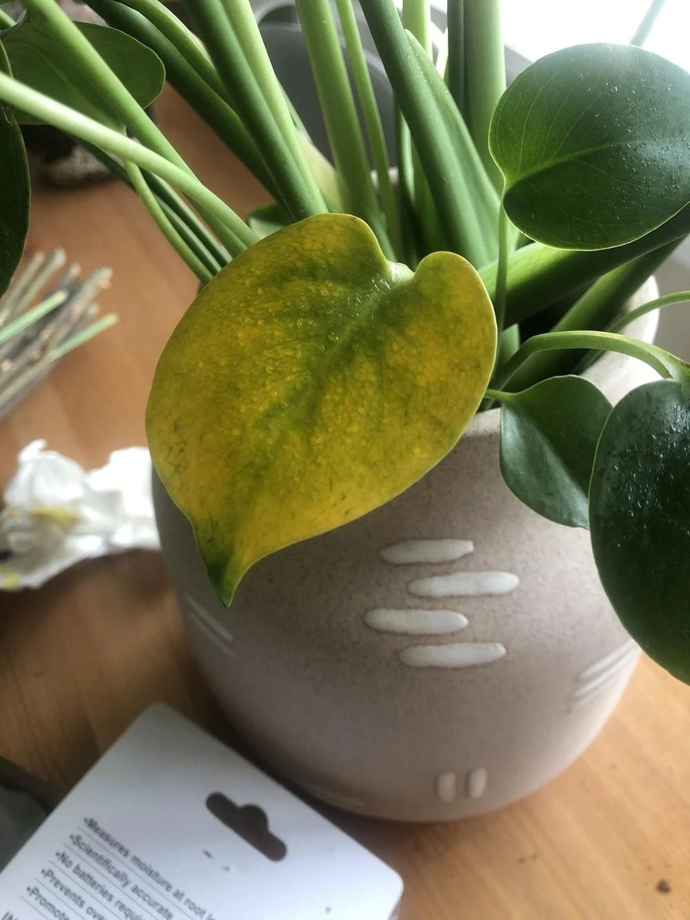 水培龟背竹黄叶后怎么处理干净,龟背竹黄叶怎么补救最佳方法