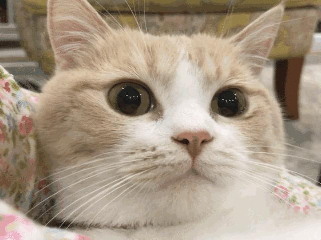 高颜值猫爪杯,猫爪杯双层