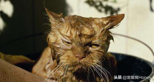 三种适合猫咪的洗浴方式，用过后不用担心它不爱洗澡了