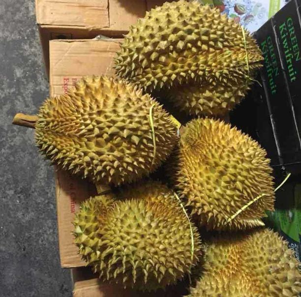 取出的榴莲能放几天,榴莲核种多久能结榴莲