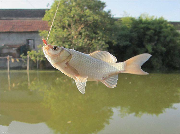 网上买的红虫粉都是假的吗,假红虫