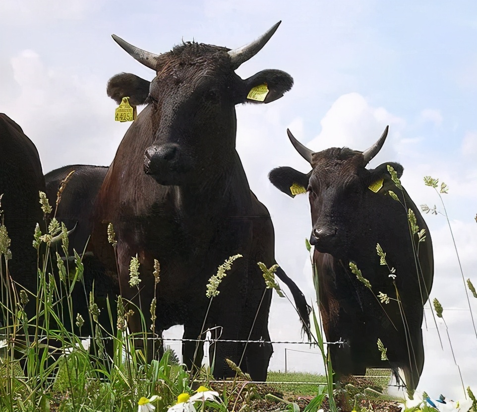 奶牛和肉牛是牛的不同品种吗,肉牛和奶牛肉区别