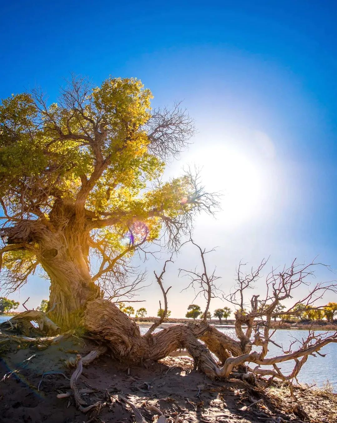 额济纳旗住宿一般多少钱,国庆额济纳旗胡杨林攻略