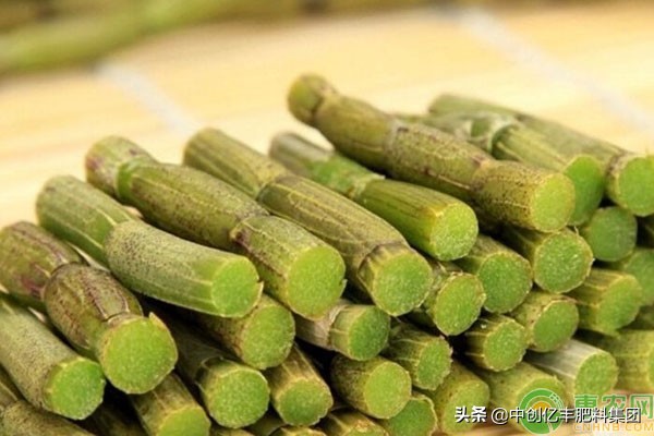 石斛的根腐病,石斛得了软腐病怎么办