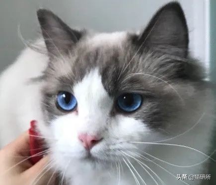 猫咪眼睛发炎的症状图片,猫咪疱疹性角膜炎是什么样的