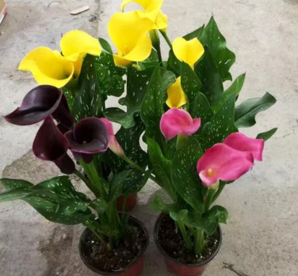 养马蹄莲,霜降以后注意这些细节,开花更美艳