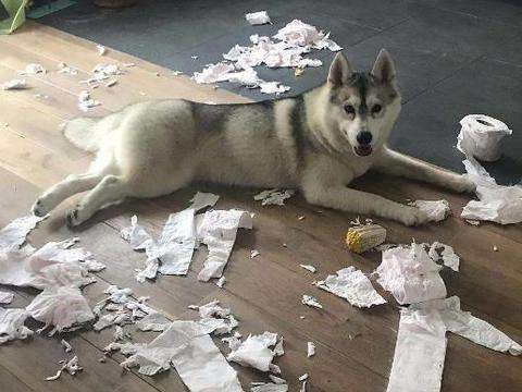 玄凤鹦鹉是哈士奇吗,玄凤公鹦鹉哈气