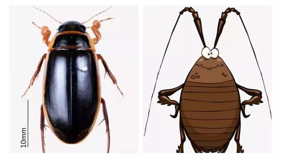 广东人真的吃蟑螂吗,广东人为什么喜欢吃水蟑螂