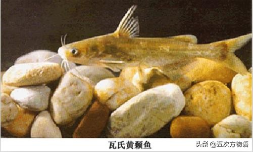 松花江名鱼三花五罗十八子,三花五罗十八子鳇鱼