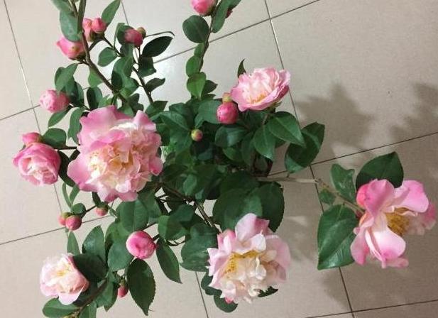 这5种花再好看也别乱养,1月份最好养好看的5种花