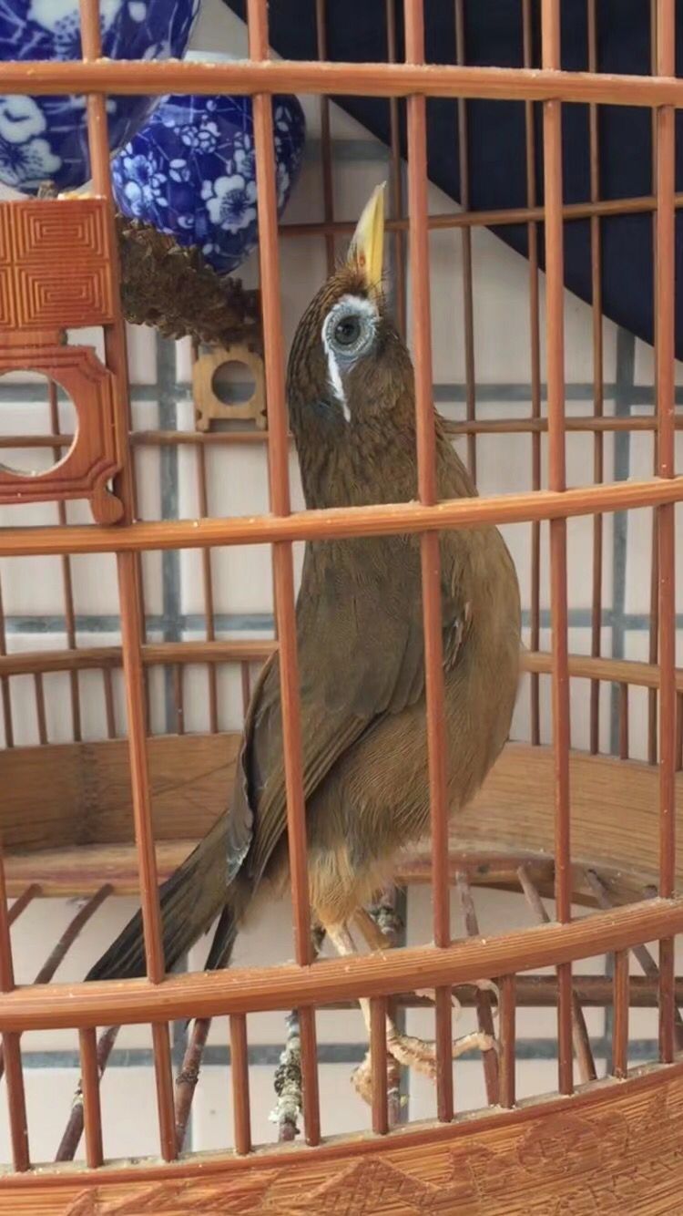 发现画眉鸟受伤了怎么办,画眉鸟落性如何恢复