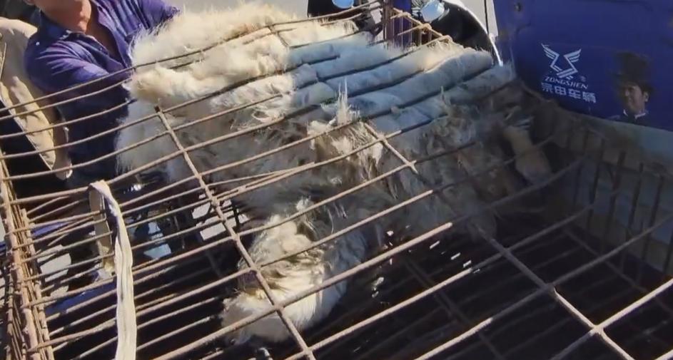 松狮被卖到狗肉馆,松狮被卖到狗肉车