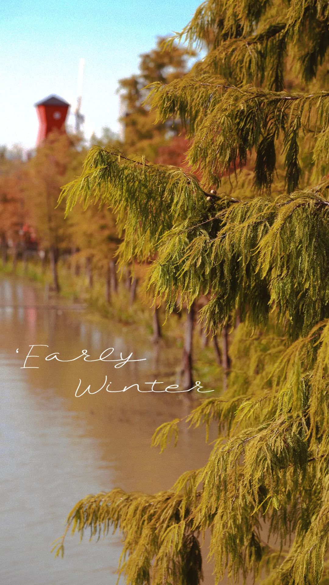 上海最美秋景,上海哪些公园可以拍秋景