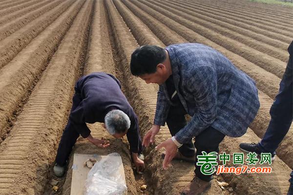 莱芜生姜一亩产量,莱芜生姜已拥有多少年的种植历史