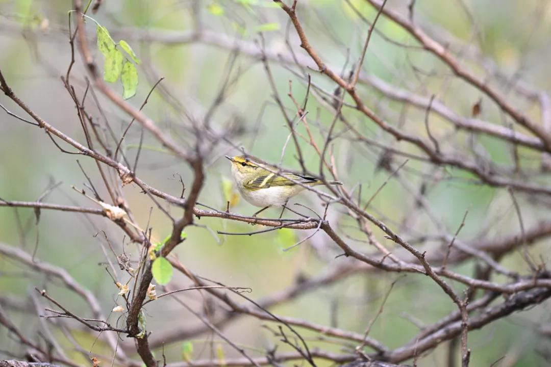 无机械快门的相机,尼康z卡口全画幅相机镜头推荐