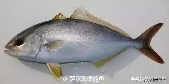 32种经典寿司做法视频,寿司常用的鱼