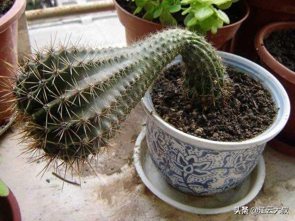 吸甲醛大型绿植仙人球,仙人球和多肉吸甲醛吗