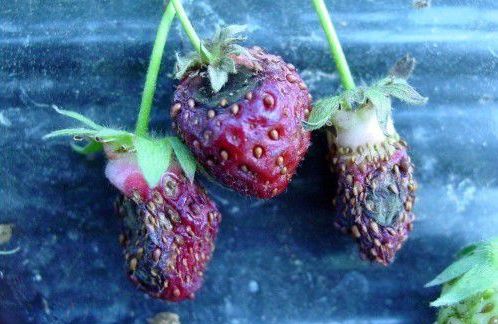 草莓的芽枯病怎样治,草莓新芽发黑腐烂