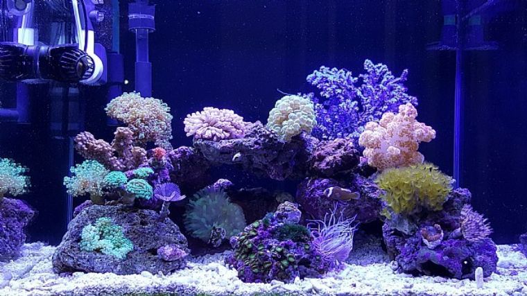 珊瑚出现应激,珊瑚莫名状态不好