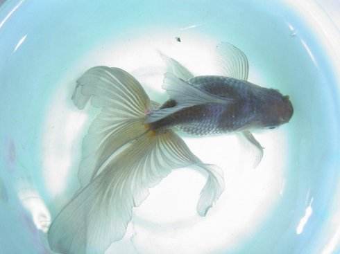 新手养金鱼哪种金鱼最好养,金鱼种类和饲养难度