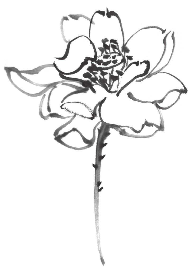 国画刘存惠荷花画法全视频,国画山水画教学视频荷花画法