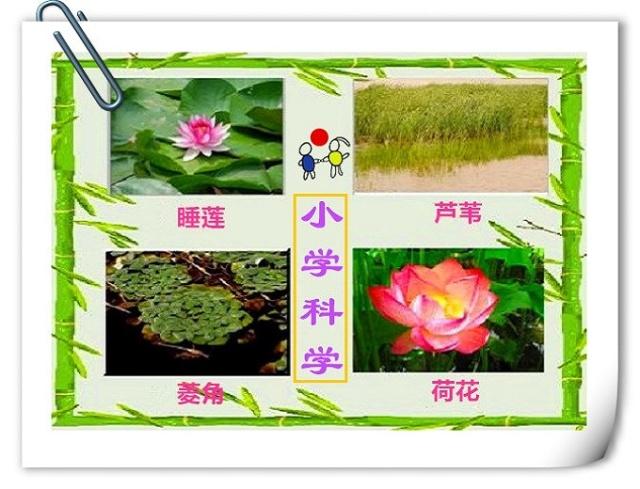 四年级下册生命生态与安全知识点,科学四年级1到2单元的知识点