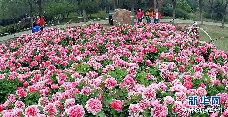 天津河北区桃花堤开了吗,天津看桃花的北运河桃花堤