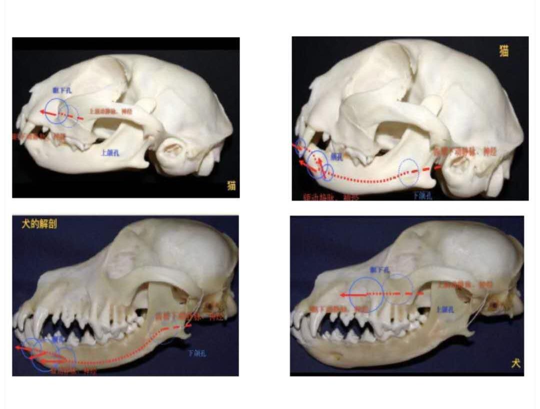 犬猫手术期疼痛管理