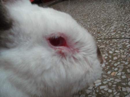 兔中耳炎能自愈吗,兔中耳炎的症状与治疗