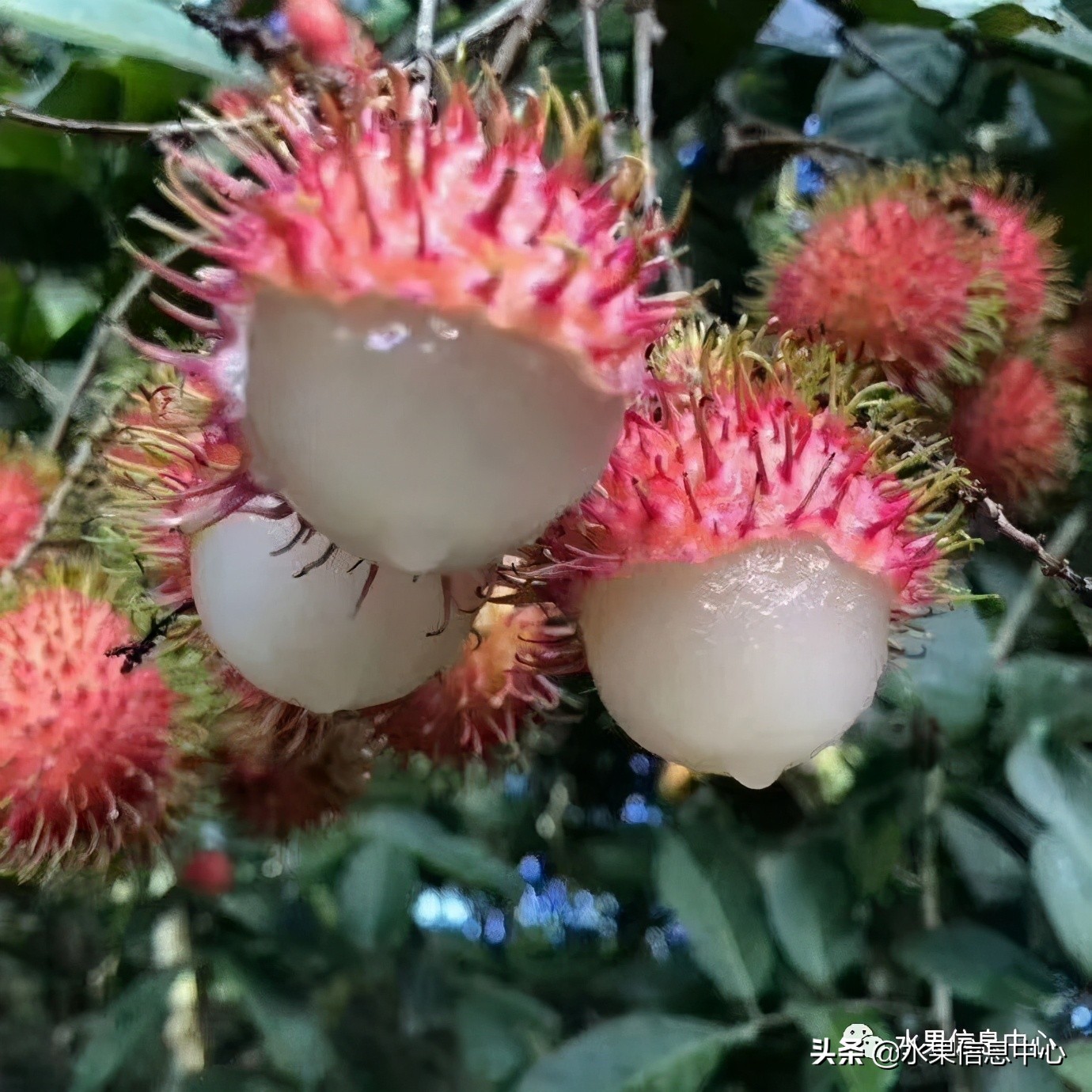 海南水果都有哪些品种图片及名称,海南水果上市时间表赶快收藏吧