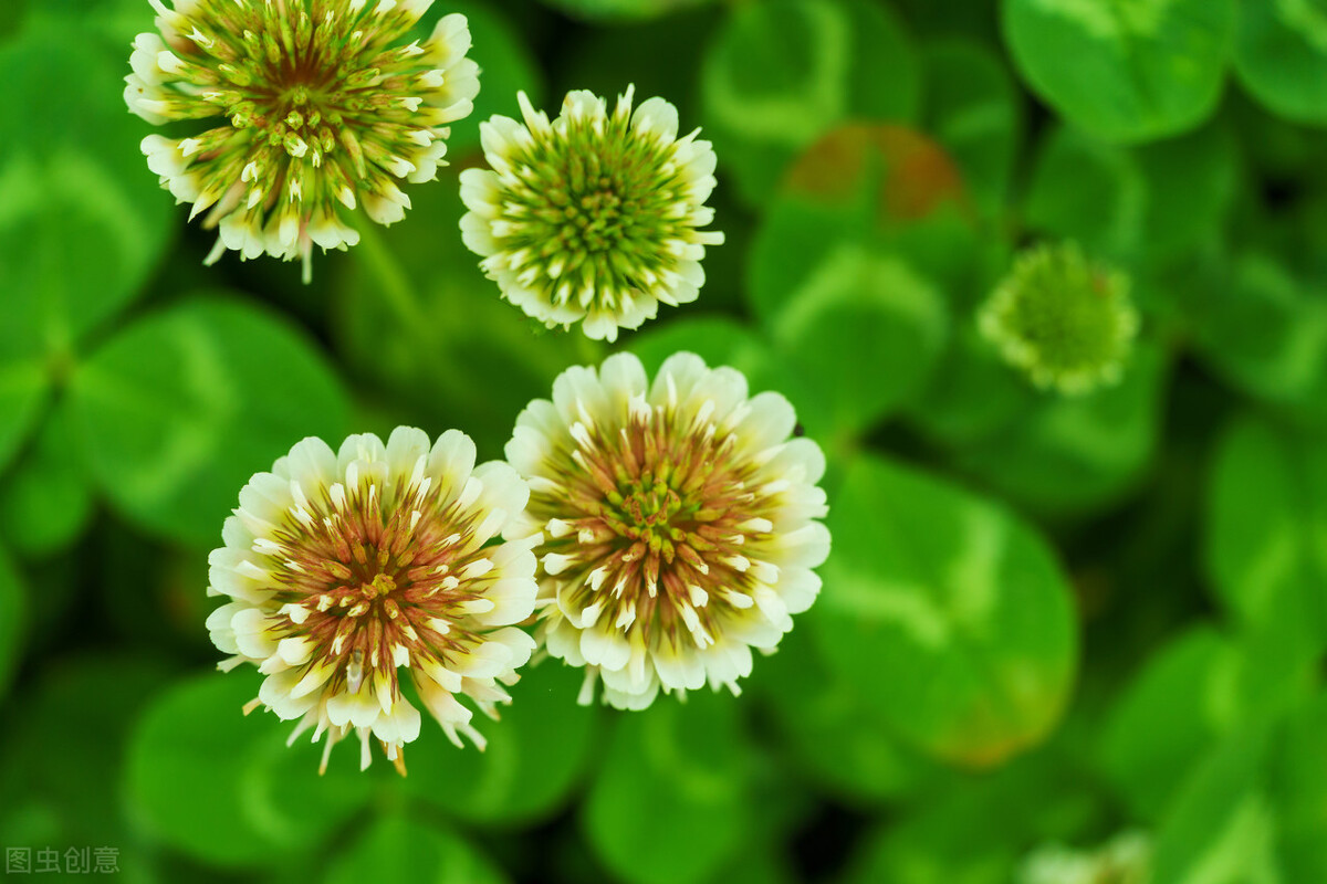 郁郁葱葱的多肉植物,适合阳光足的一年四季开花的植物