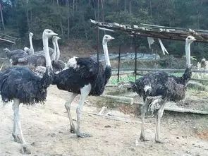 北方农业种植致富项目,农业种植致富项目有什么