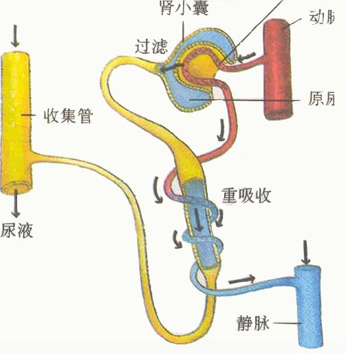 八年级下册生物书知识点,初一下册生物期中知识点