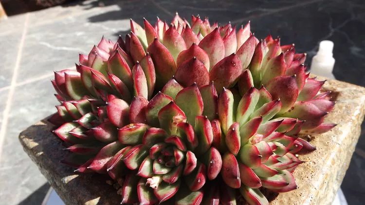 爱机车，爱多肉，宝妈花姐的诗和远方