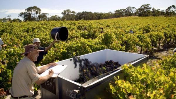 中国对美国加征关税的态度,中国对澳大利亚葡萄酒反倾销外媒