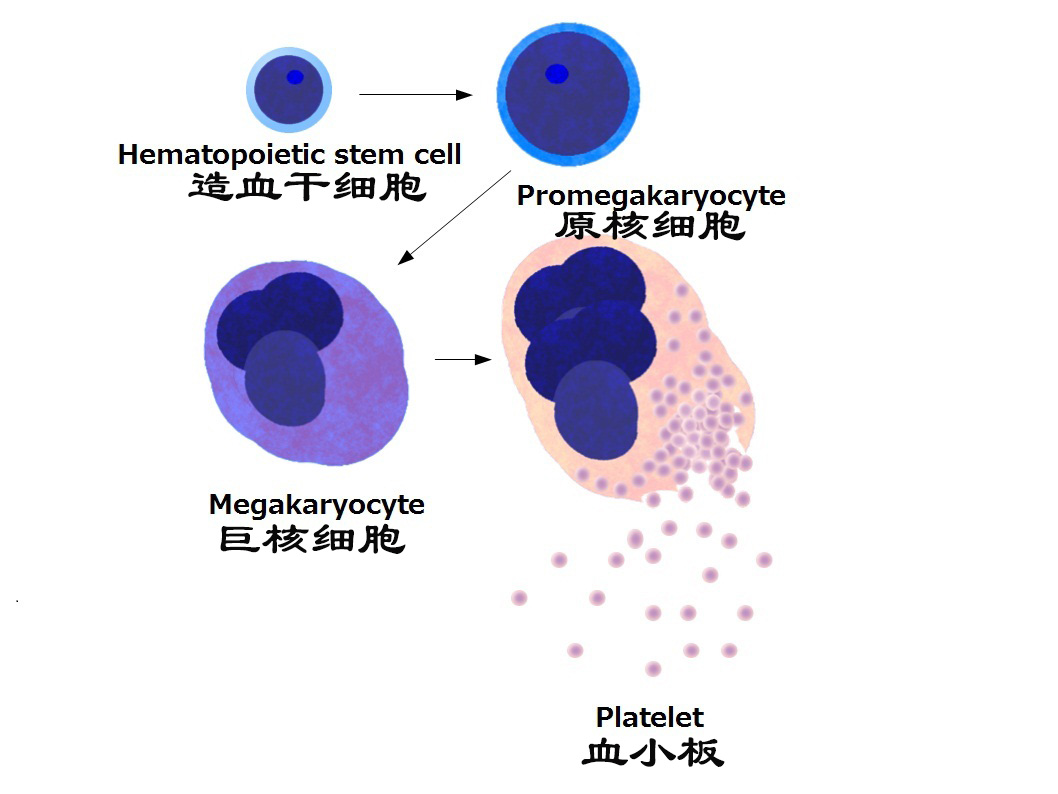 血小板破裂是什么意思,血小板凝固原因