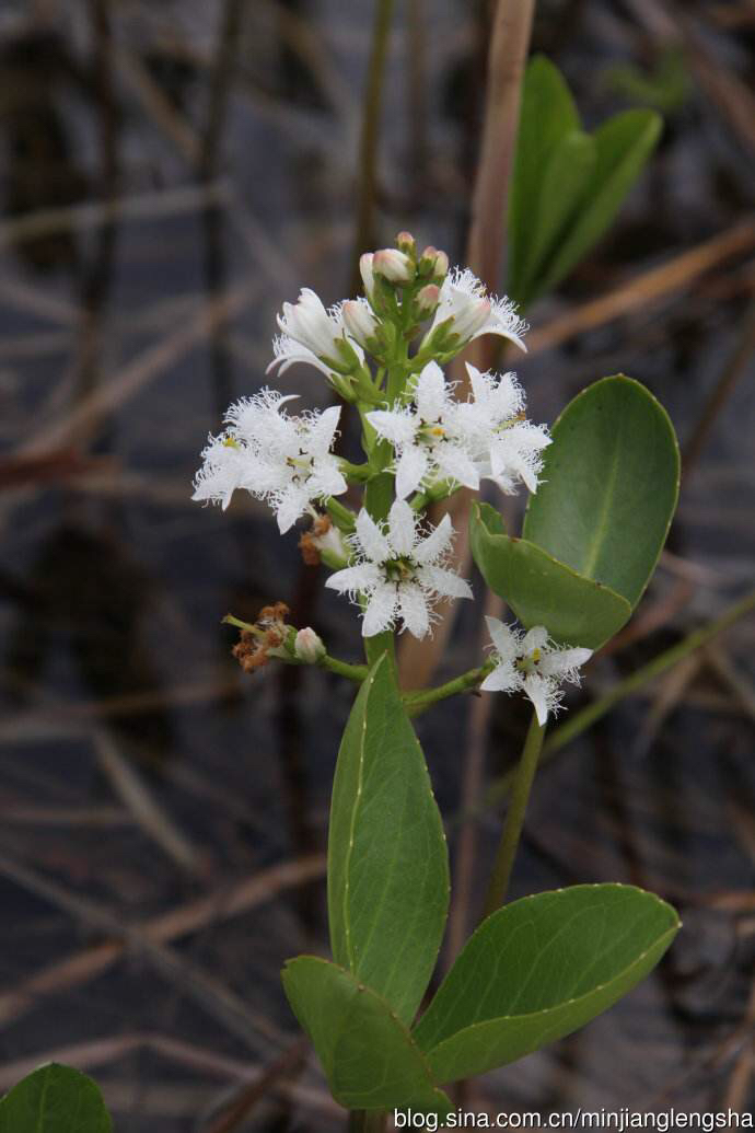 睡菜是什么,中药材灰菜
