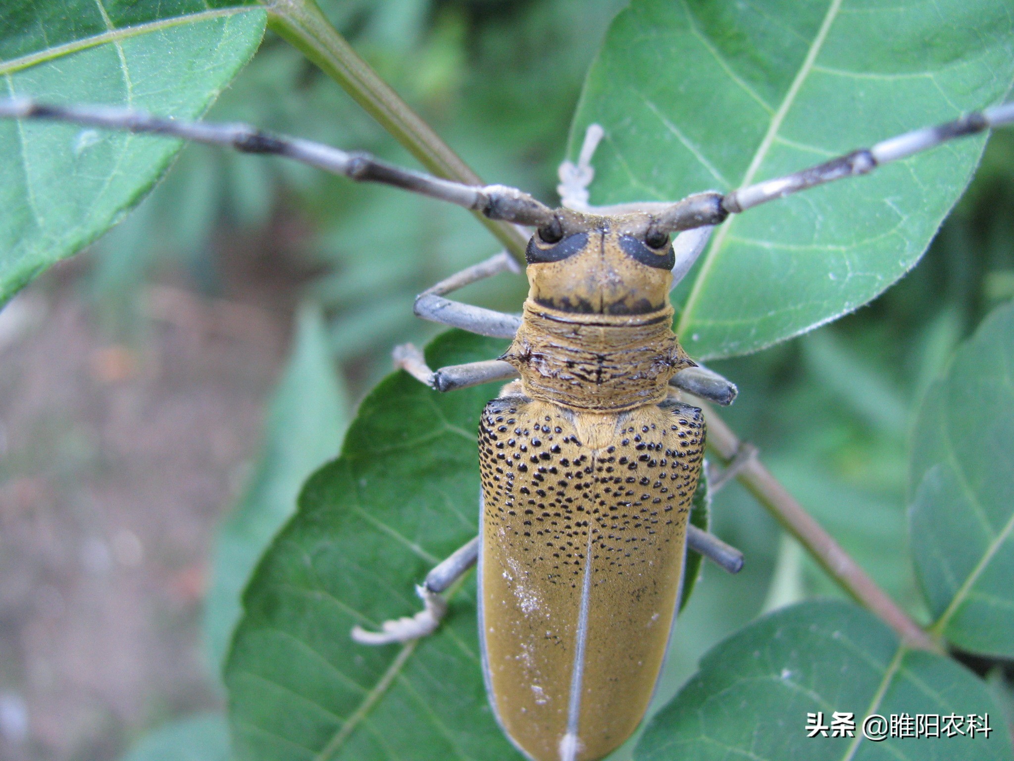 杀天牛最快最好的药,樱桃树防治红颈天牛用什么药