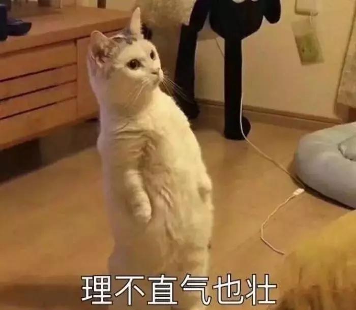 养了九年的猫突然对我有攻击性,养了两年的猫对我特别防备