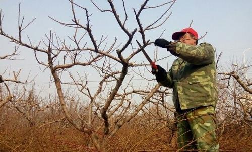 苹果树三芽修剪图解,三年果树修剪新技术