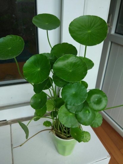 适合懒人养的铜钱草,瀑布过滤养铜钱草