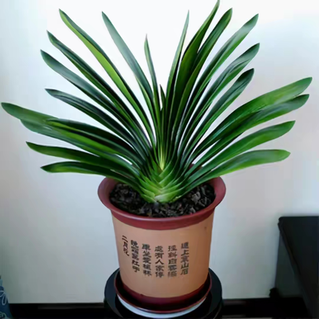 给人养殖什么花适合家养,什么花最好养又适合长期喝