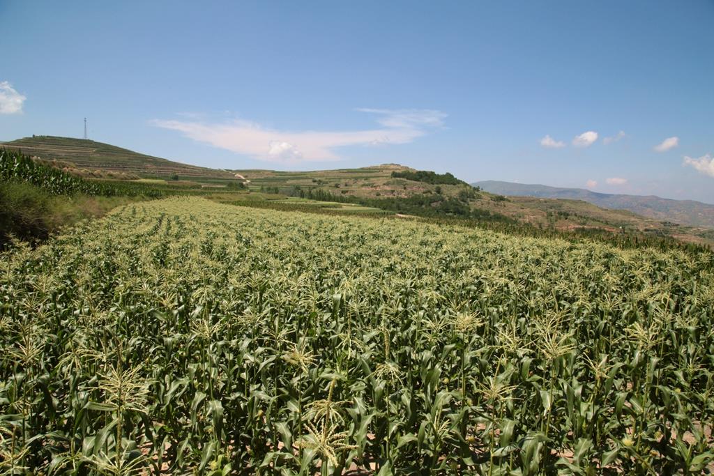 甘肃武山县桦林,武山县玉米喜获丰收