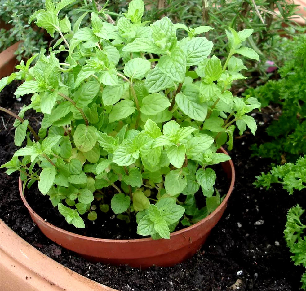 薄荷的用处和好处,薄荷是个宝它有什么妙用