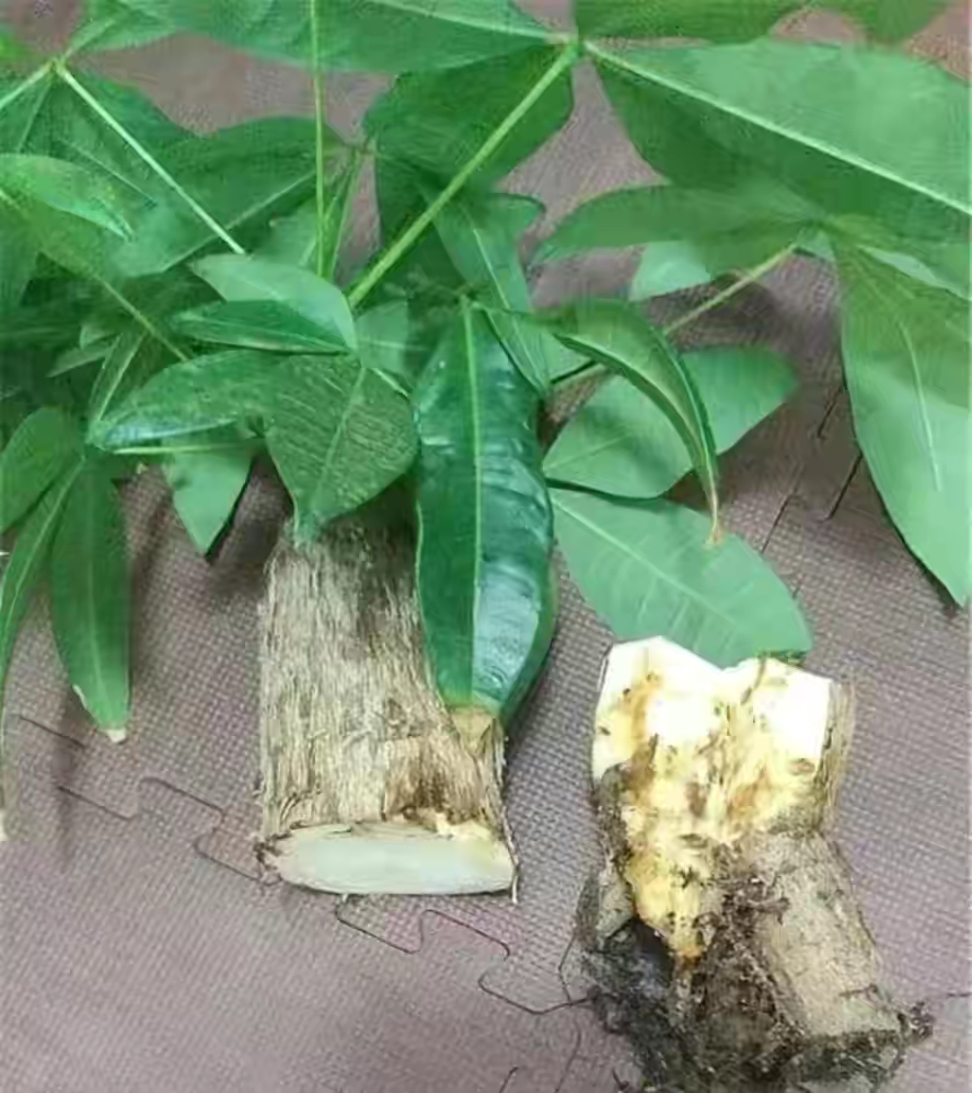 一年四季不死的十种花水养,浇水过多死的植物