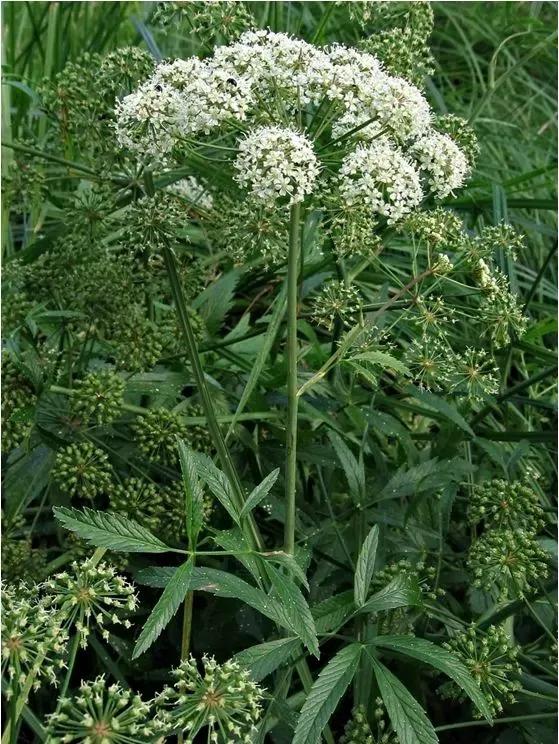 十种动植物名称及特征,动植物植物知识科普大全