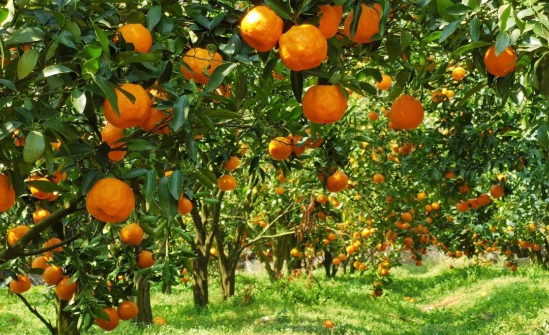 昆明亲子游自驾游攻略推荐路线,昆明周末亲子游十大好去处